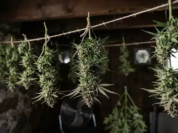 Branches de cannabis en séchage