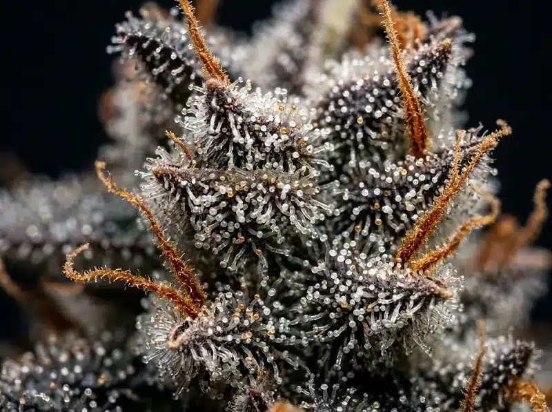Trichomes laiteux et ambrés à la fin de la floraison d'une autofloraison