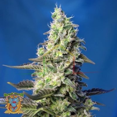 Green Poison XL Auto - Sweet Seeds