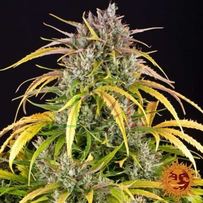 LSD Auto - Barney's Farm