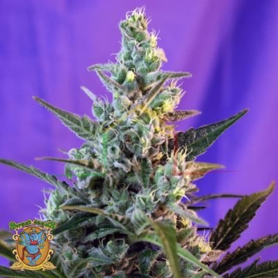 Sweet Skunk F1 Fast Version - Sweet Seeds